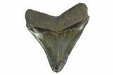 Serrated, Fossil Megalodon Tooth - Nice Enamel Color #149382-1